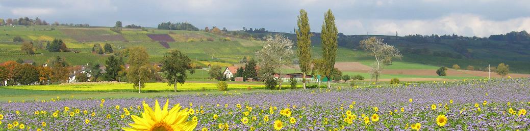 Feld bei Hallau, Regula